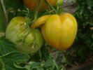 Variété de tomate hybride, manifestement érotique !